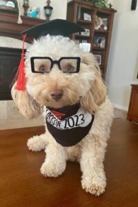 Beige curly haired dog wearing black framed glasses, graduation cap and Class of 2023 bandana.