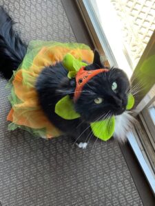 Black cat in pumpkin hat and green and orange skirt