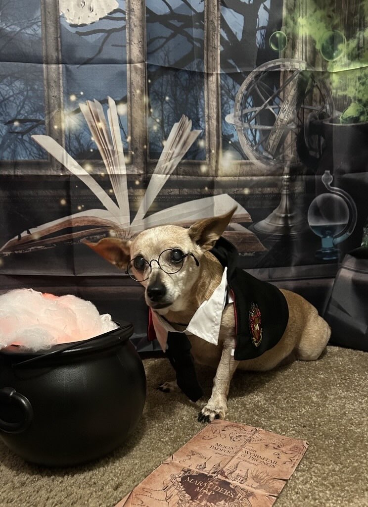 Small dog dressed as Hogwarts student.